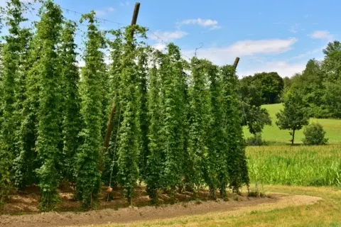 Hopfen-Anbau